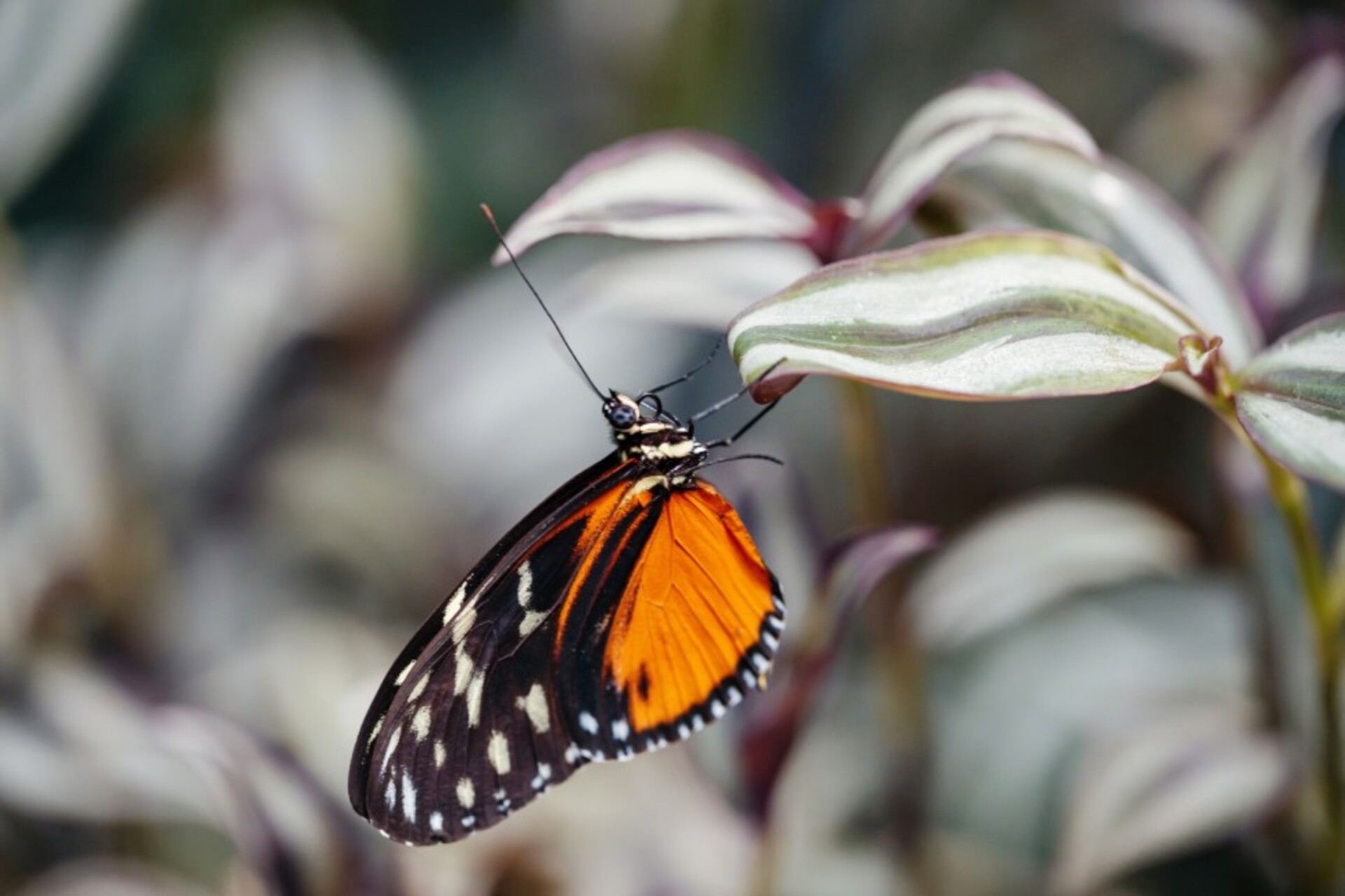Butterfly planet in Kyiv - an orange and black butterfly resting on a leaf