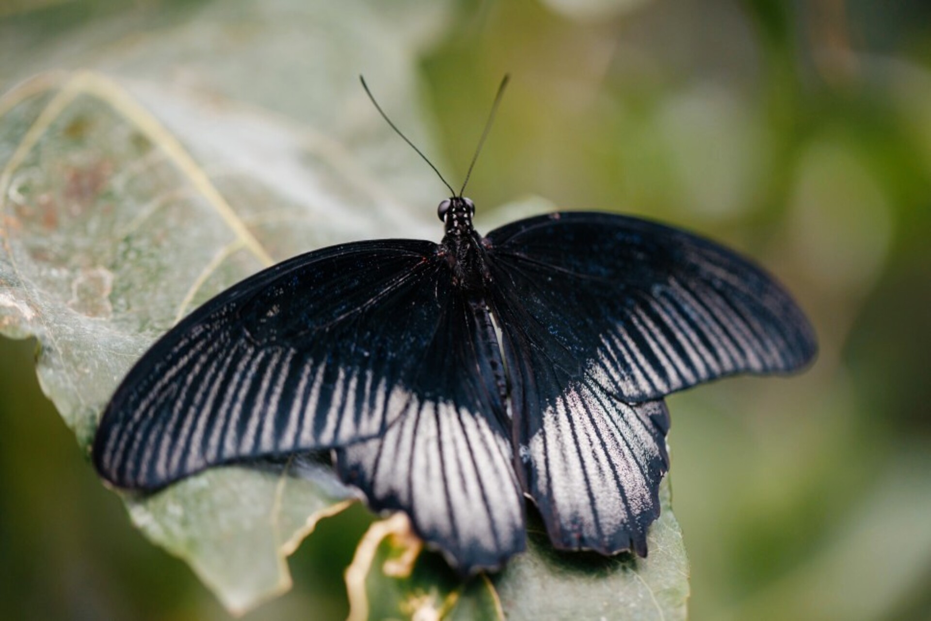 Butterfly planet in Kyiv - black butterfly with wings spread