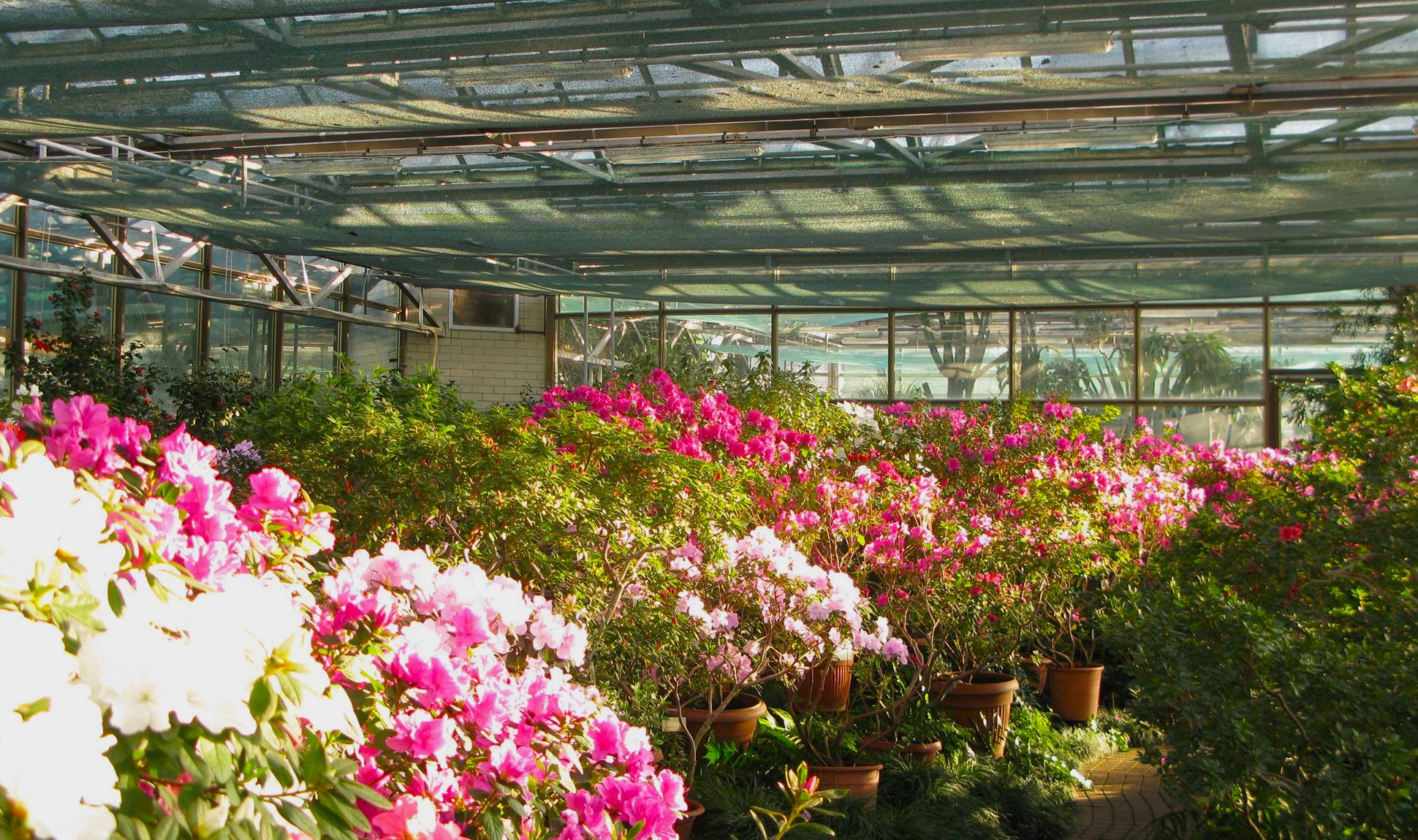 Blooming purple and white flowers in Gryshko National Botanical Garden