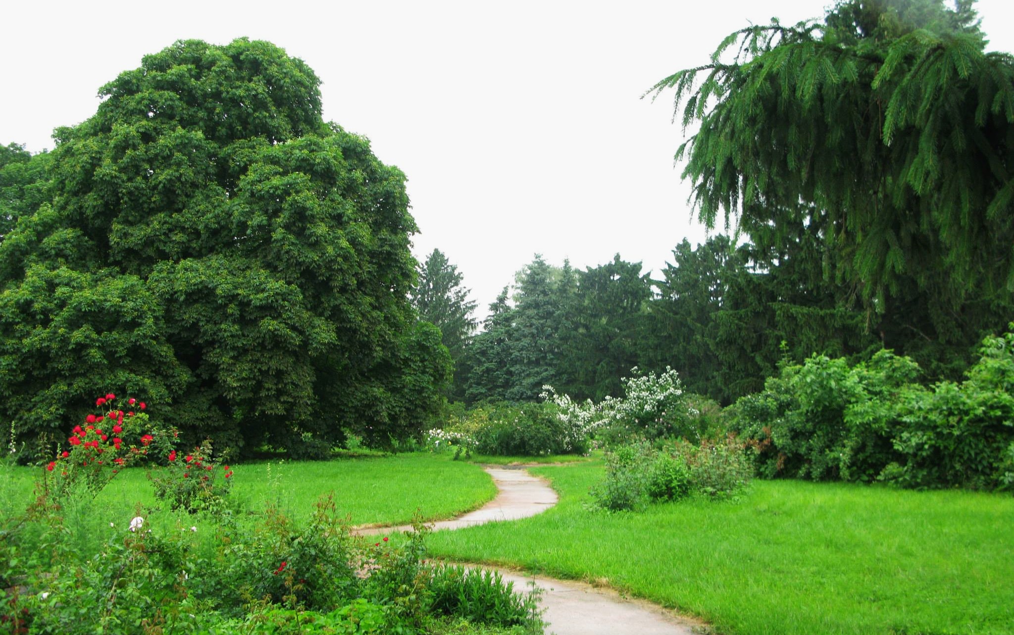 Lush green trees and walking paths in Gryshko National Botanical Garden