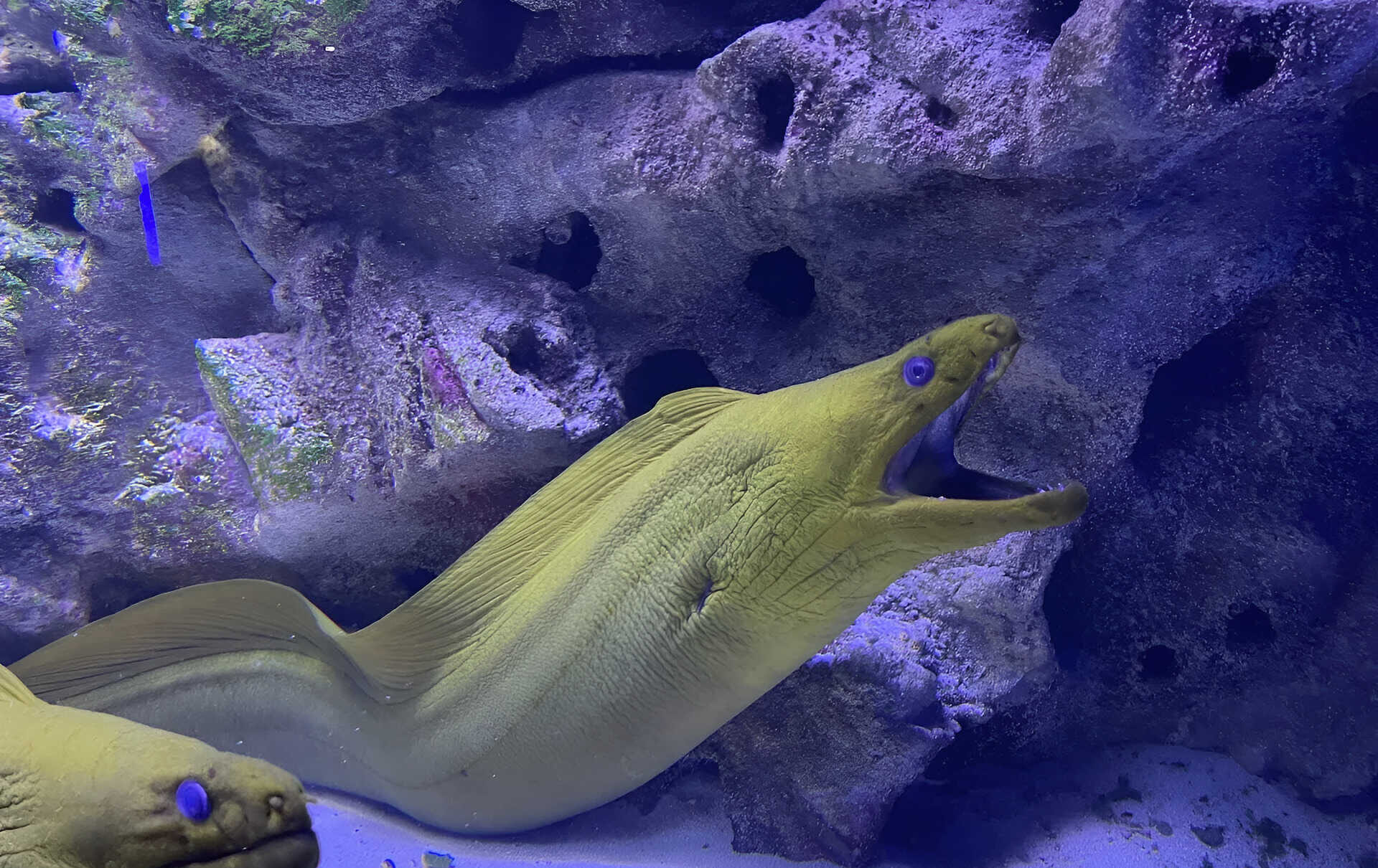 Underwater tunnel at the Kyiv oceanarium with fish and blue lighting