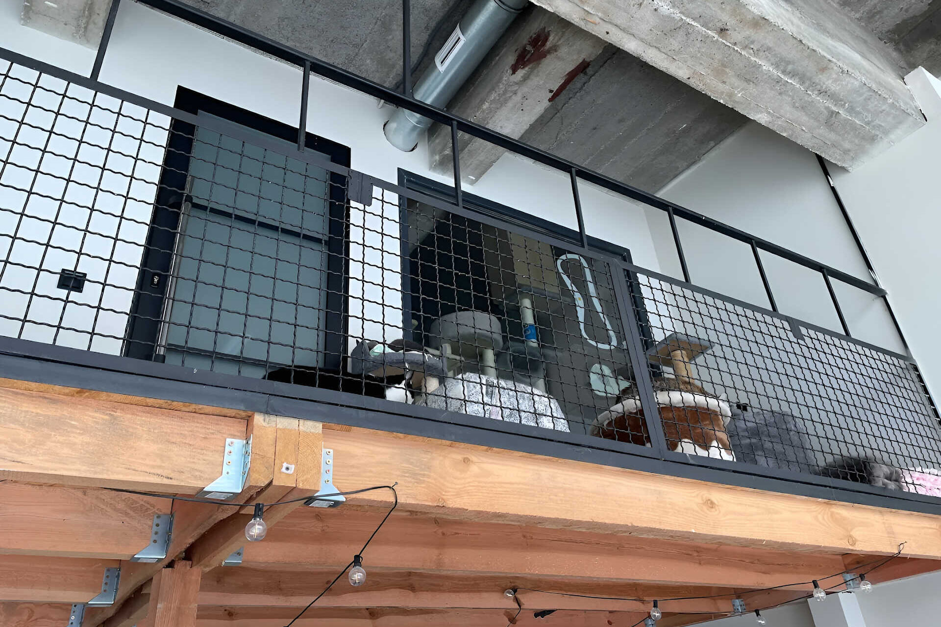 Cats in a modern indoor enclosure with climbing trees and black mesh fencing