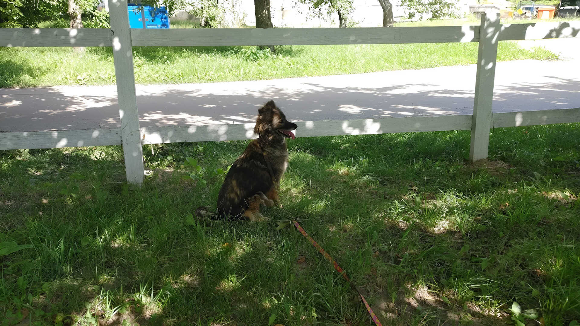 Small fluffy dog on a leash sitting on green grass near a white wooden fence