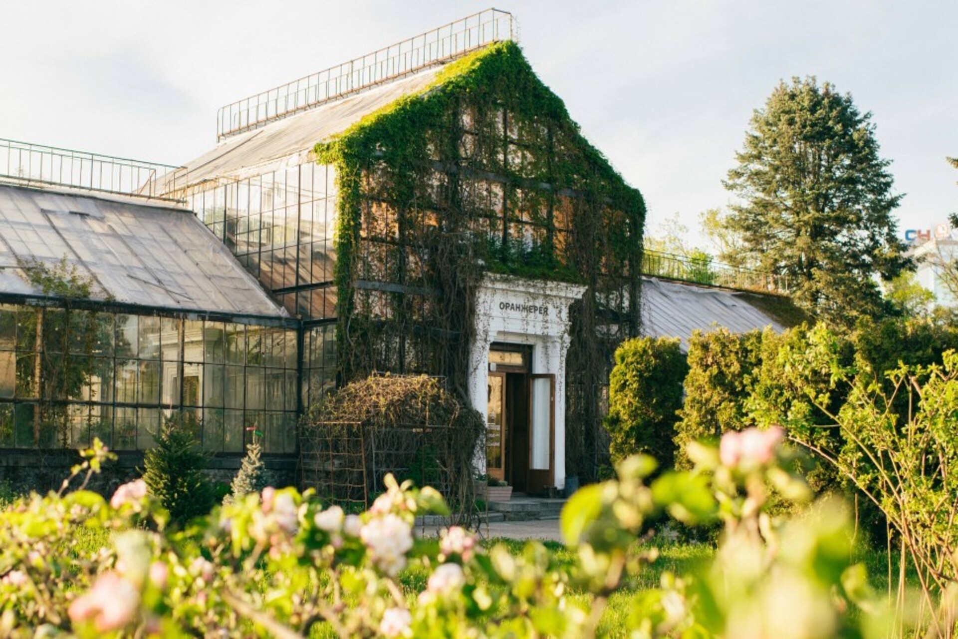 Greenhouse in Kyiv - glass greenhouse in a garden covered with green vines