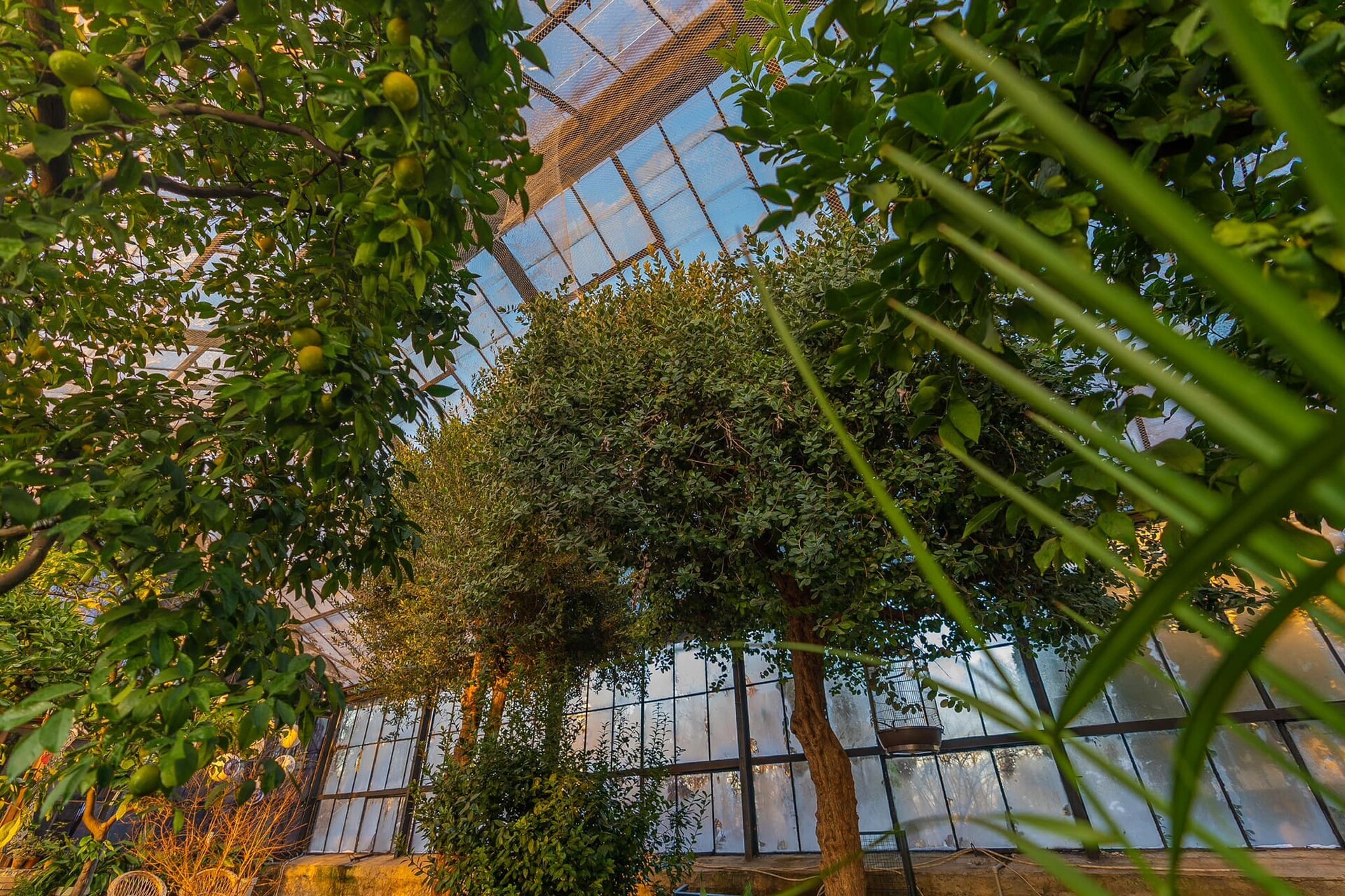 Greenhouse in Kyiv - plants and lemon trees growing inside a glass greenhouse