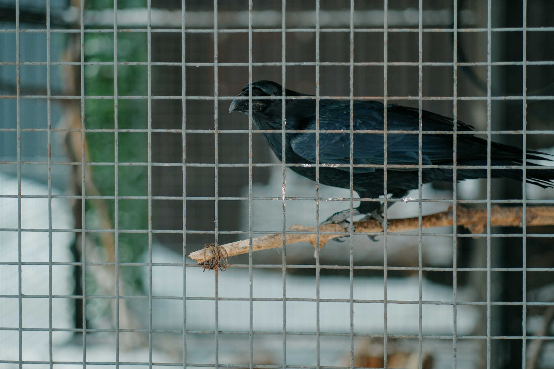 A large black raven inside a metal cage in Kashtan courtyard in Kyiv