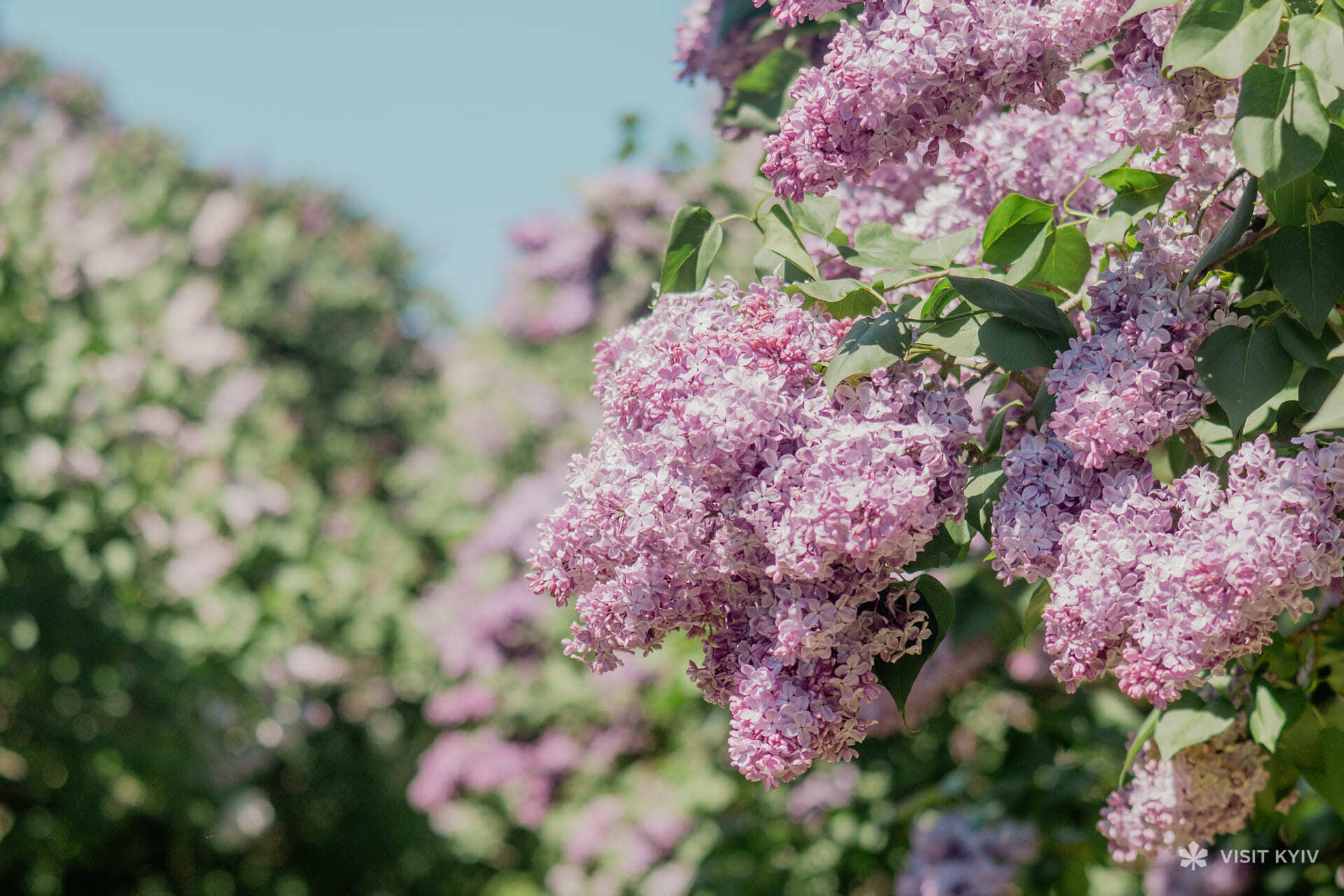 Lush bushes of purple lilac in a spring park in Kyiv