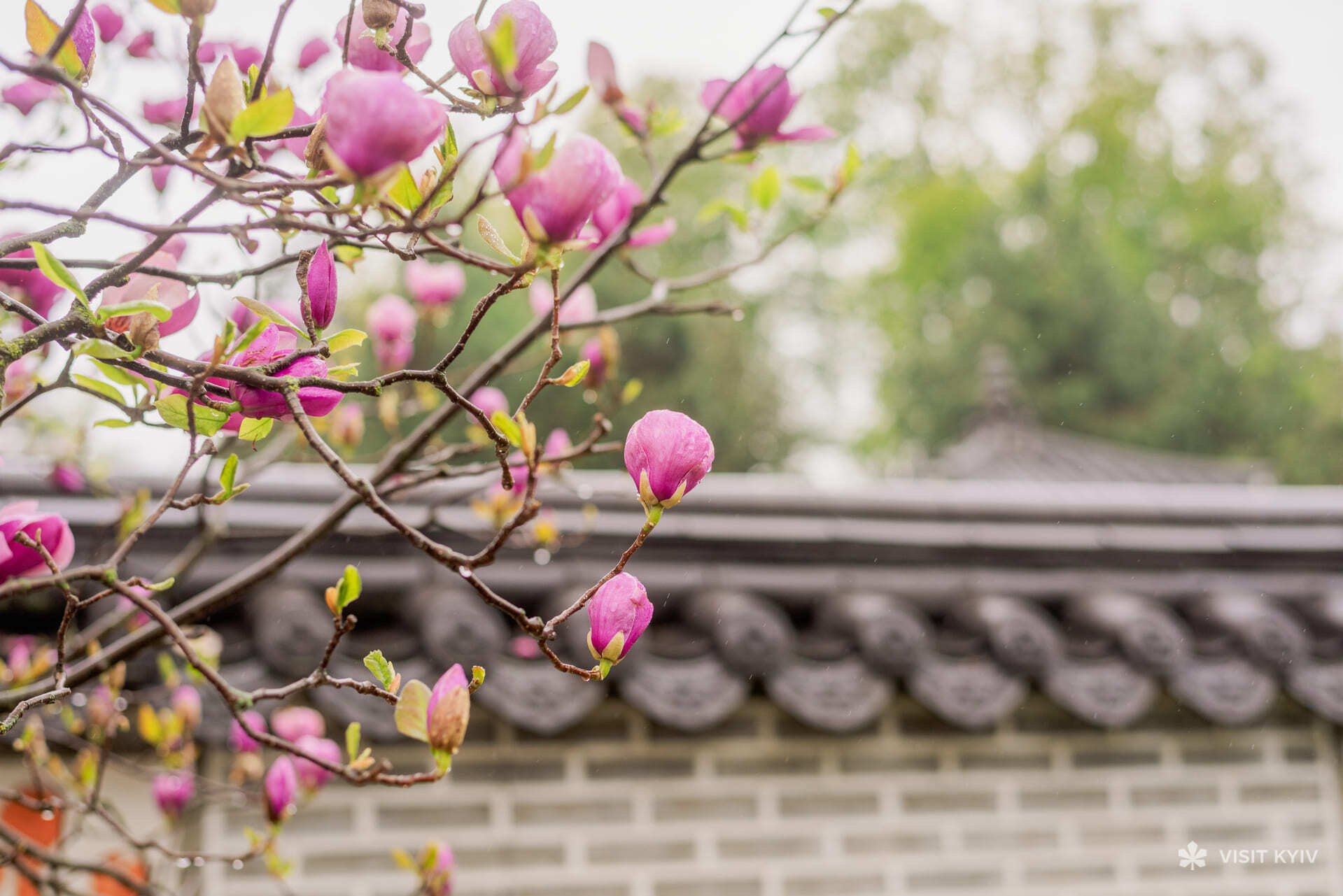 Pink magnolia flowers on tree branches in spring in Kyiv
