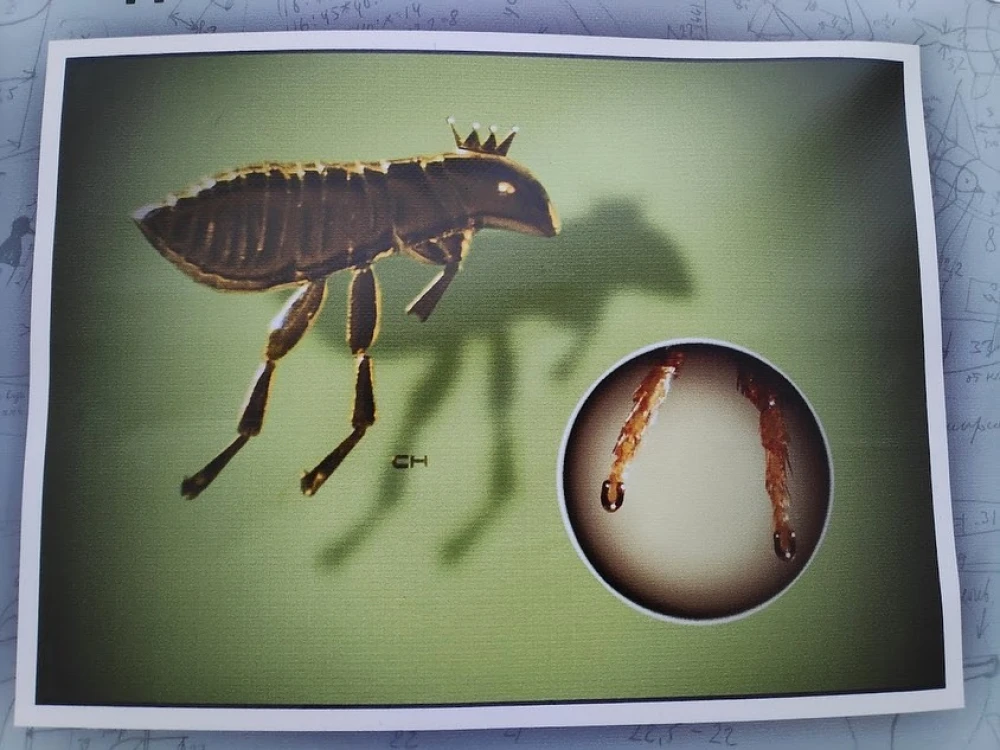 Mykola Syadristy Microminiatures Museum in Kyiv - extreme close-up photo of the famous "Shod Flea" exhibit showing tiny golden horseshoes fitted onto the insect's legs