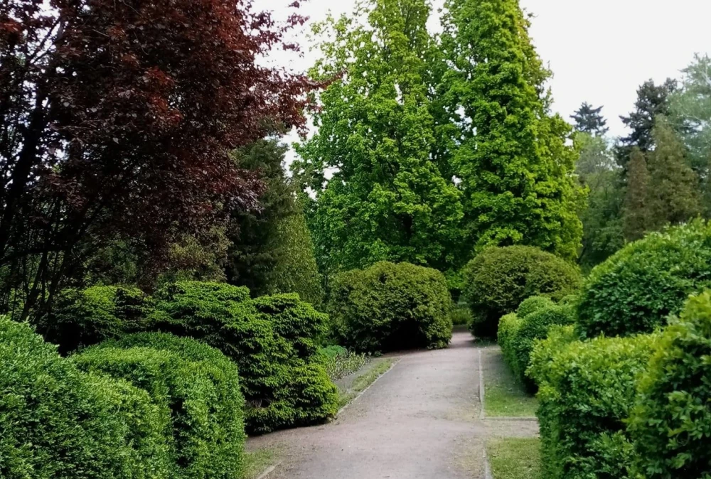 Path through Syretskyi Arboretum