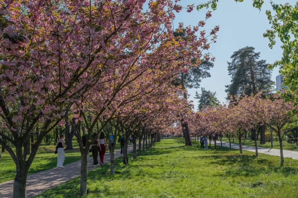 Trees in Kyoto Park