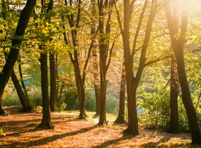 Autumn walking route in Kyiv: Holosiivskyi park and Orykhuvatski ponds