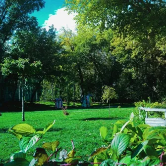 Samosad in Kyiv - panoramic view of the community garden featuring a lush green lawn, wooden raised beds and trees
