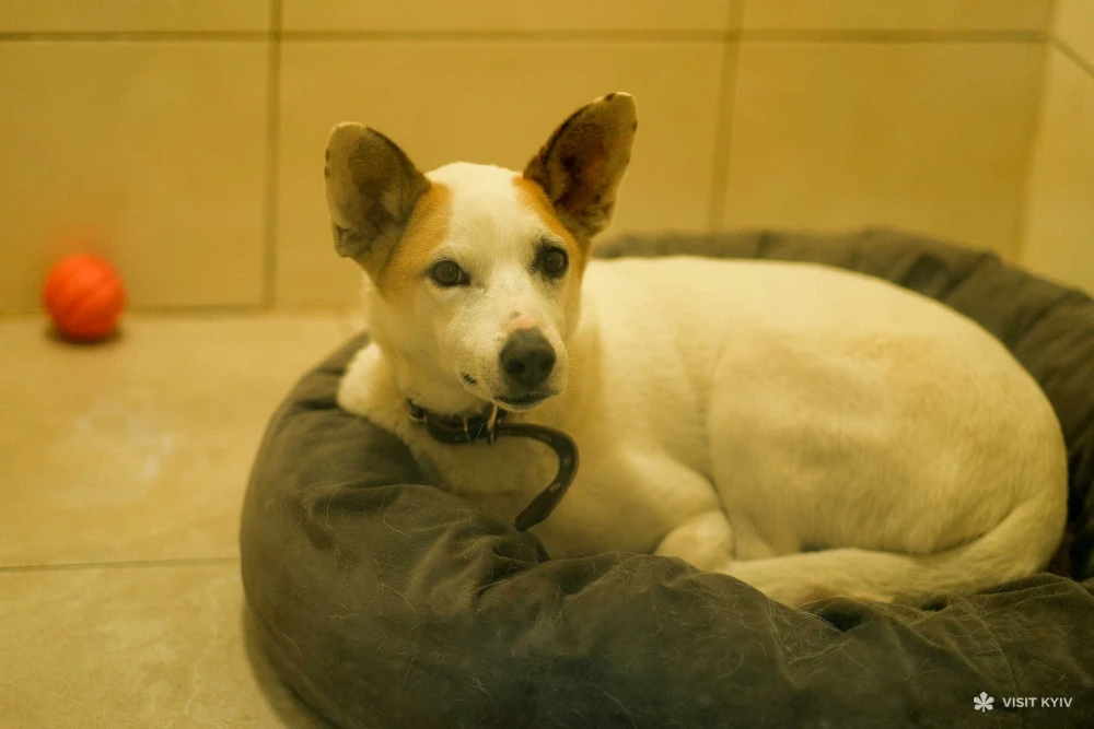A white and brown dog resting in a bed at Patron Pet Center on VDNG in Kyiv