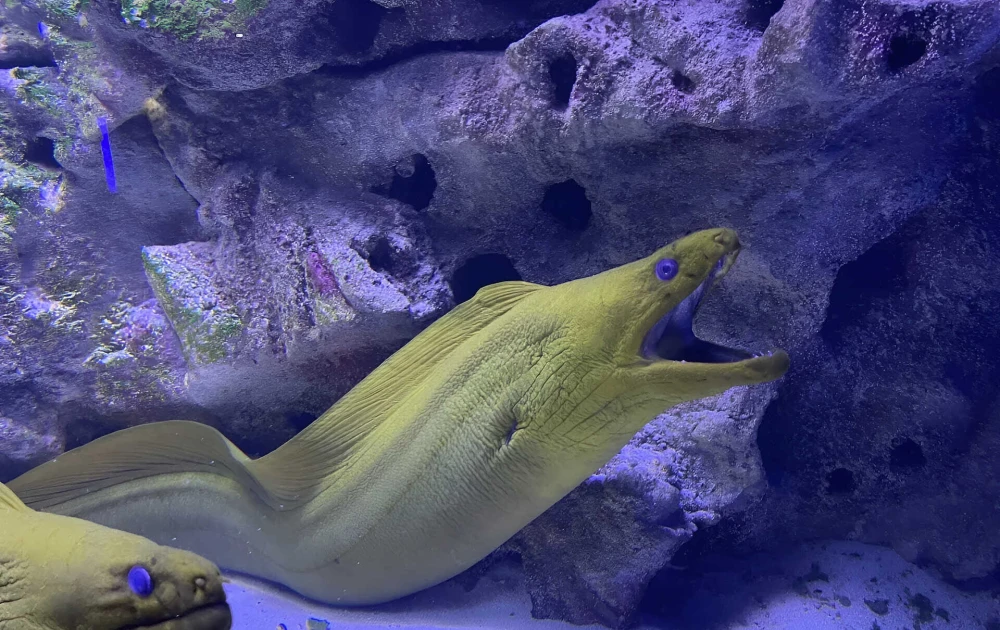 Underwater tunnel at the Kyiv oceanarium with fish and blue lighting