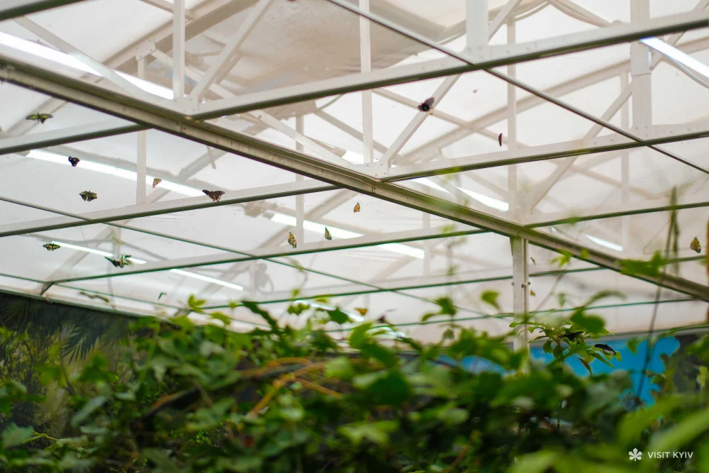 Interior view looking up at butterflies flying near the greenhouse ceiling