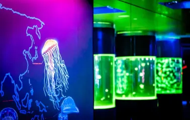 A neon map with a jellyfish on the museum wall and illuminated aquariums at the Jellyfish Museum in Kyiv