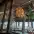 chary restaurant 1