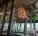 chary restaurant 1