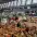 zhytnyi market 4