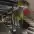 fatum bar 4