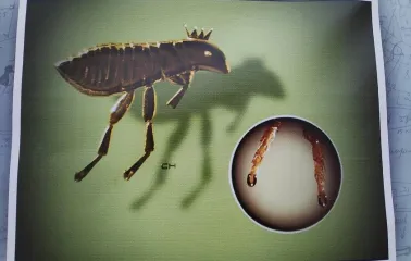 Mykola Syadristy Microminiatures Museum in Kyiv - extreme close-up photo of the famous "Shod Flea" exhibit showing tiny golden horseshoes fitted onto the insect's legs