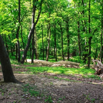 Park Kyn-Grust - forest landscape with dense green trees and sunlit ground