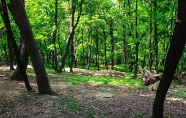 Park Kyn-Grust - forest landscape with dense green trees and sunlit ground