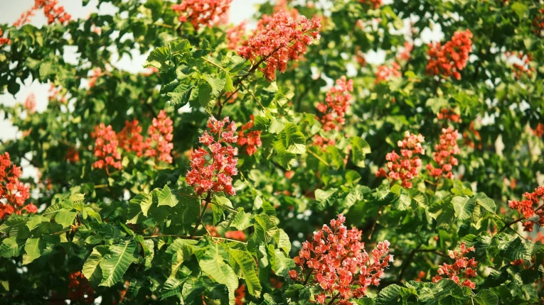 Chestnut tree in Kyiv - city’s symbol, blooming in May, representing the beauty and spirit of the Ukrainian capital