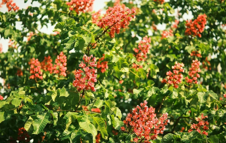 Chestnut tree in Kyiv - city’s symbol, blooming in May, representing the beauty and spirit of the Ukrainian capital
