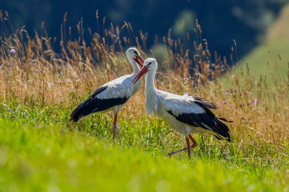 Two white storks standing in tall grass