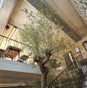 Shalom - second floor interior and olive tree
