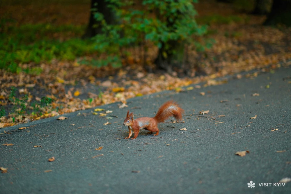 gallery-swiper__item-img
