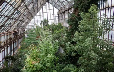 Tropical vegetation inside the large greenhouse of the Fomin Botanical Garden