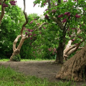Old lilac bushes with curved trunks in the lilac garden of the Hryshko Botanical Garden