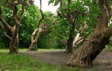 Old lilac bushes with curved trunks in the lilac garden of the Hryshko Botanical Garden