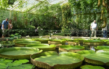 Large water lily Victoria regia in the greenhouse of the Fomin Botanical Garden