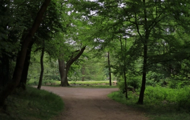 Park Partyzanskoi Slavy in Kyiv - peaceful unpaved trail winding through the lush green deciduous forest