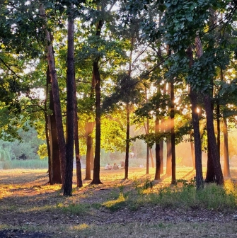 Park Partyzanskoi Slavy in Kyiv - enchanting forest scene with golden sunset rays streaming through the tall pine