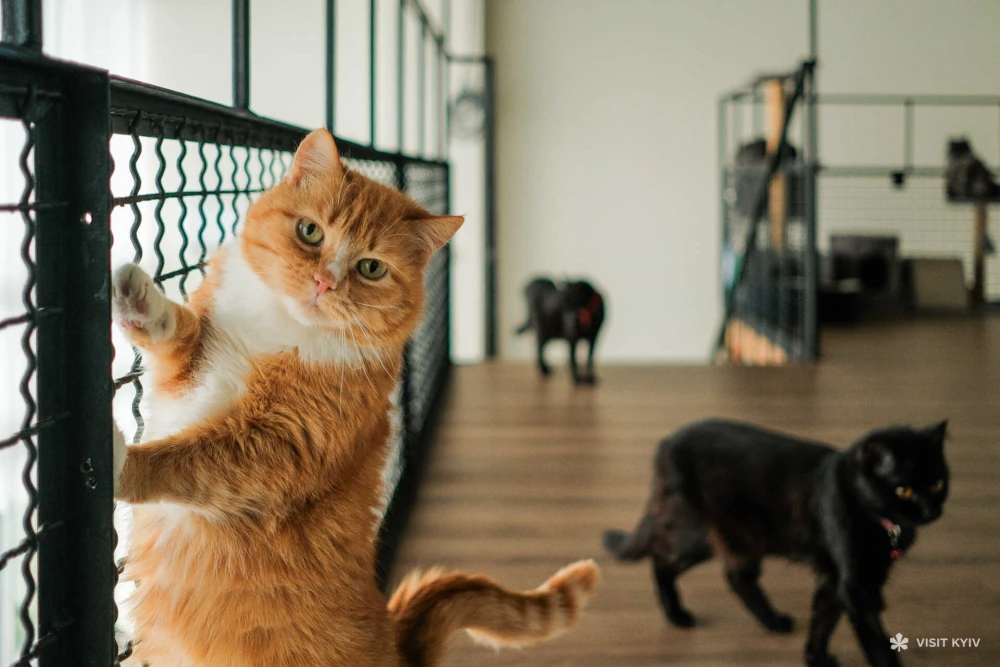 Orange cat looking at the camera at Patron Pet Center on VDNG in Kyiv