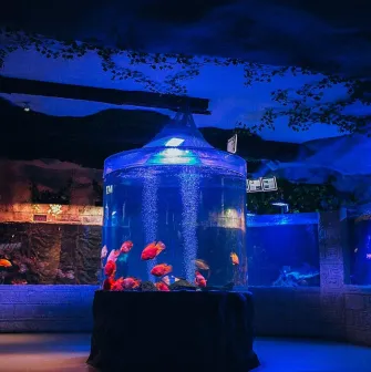Okeanarium Morska Kazka in Kyiv - large aquarium filled with bright red fish standing in the middle of the hall