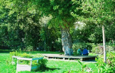 Samosad in Kyiv - peaceful nature scene featuring a large textured tree trunk and a wooden deck where visitors relax surrounded by vibrant greenery