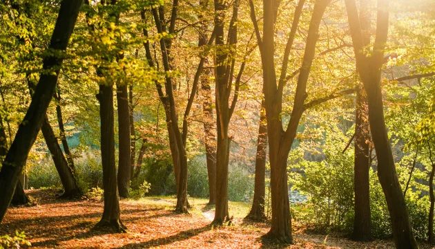 Autumn walking route in Kyiv: Holosiivskyi park and Orykhuvatski ponds