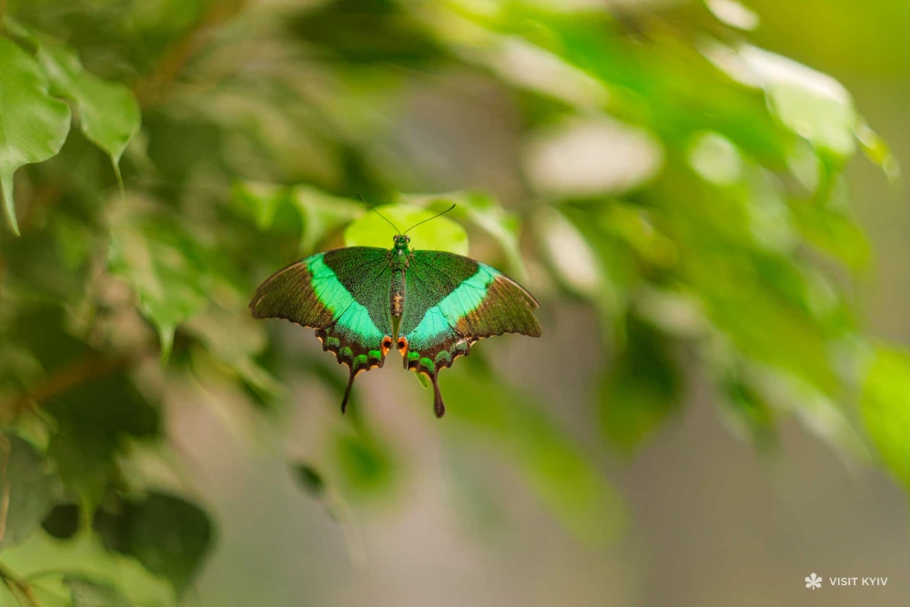 A vibrant green butterfly resting on a green leaf at "Butterfly Planet" on VDNG in Kyiv