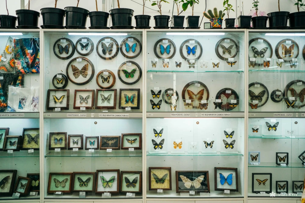 A collection of preserved butterflies in frames at "Butterfly Planet" on VDNG in Kyiv