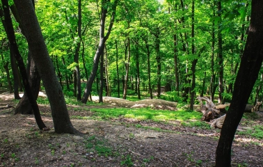 Park Kyn-Grust - forest landscape with dense green trees and sunlit ground
