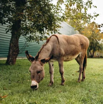 A donkey grazing on a green lawn near a tree at the Mezhyhirya Residence