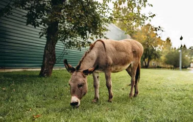 A donkey grazing on a green lawn near a tree at the Mezhyhirya Residence
