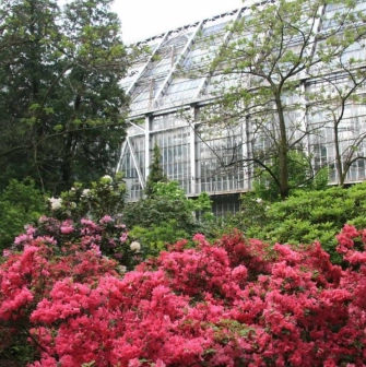 Bright pink azaleas in front of the large greenhouse of the Fomin Botanical Garden