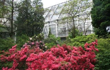 Bright pink azaleas in front of the large greenhouse of the Fomin Botanical Garden